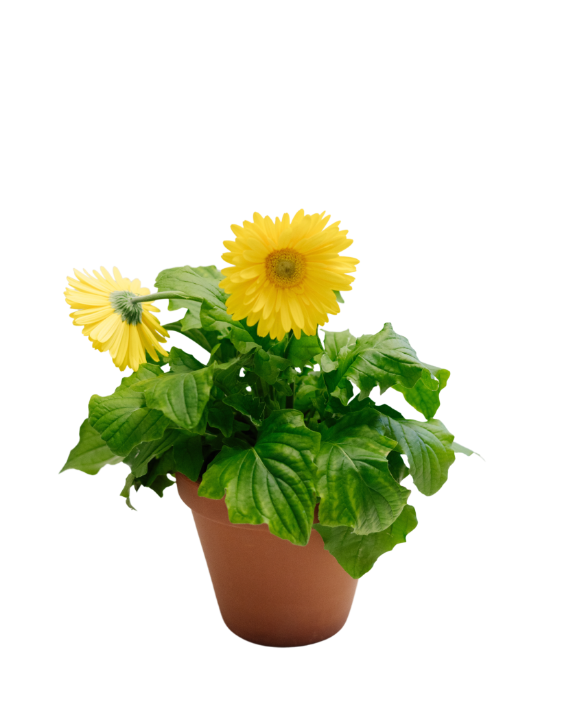 6" Gerbera Daisy: Pink