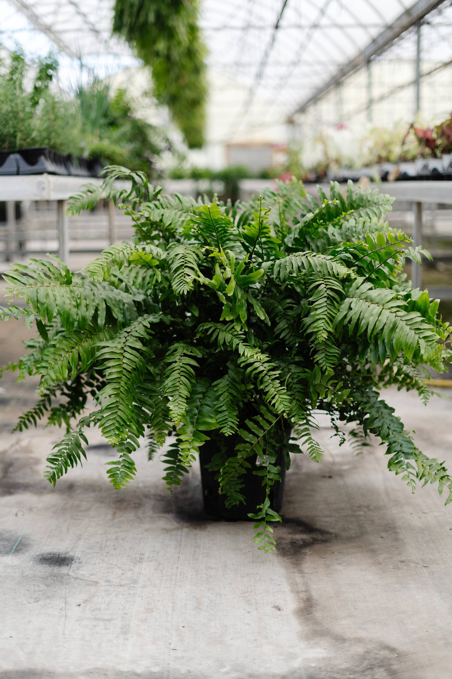 10" Macho Fern