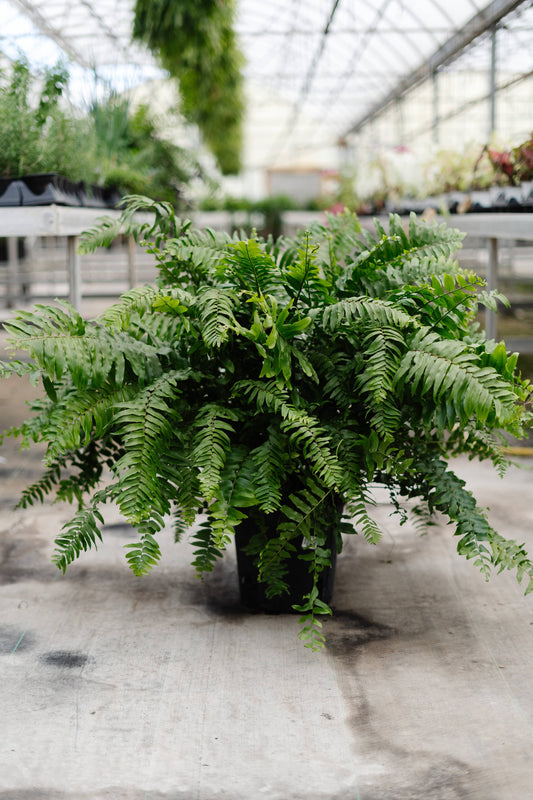 10" Macho Fern