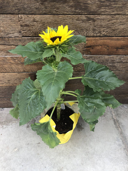 5" Sunflower: Default Title