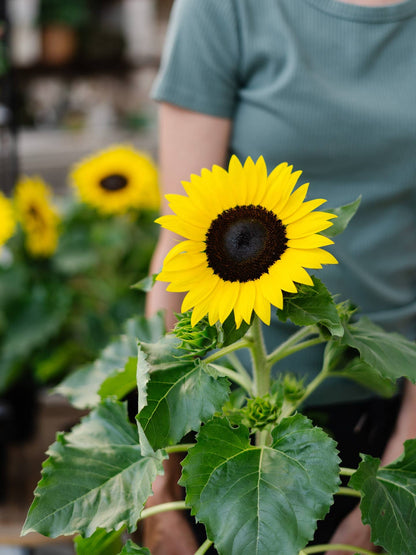 5" Sunflower: Default Title