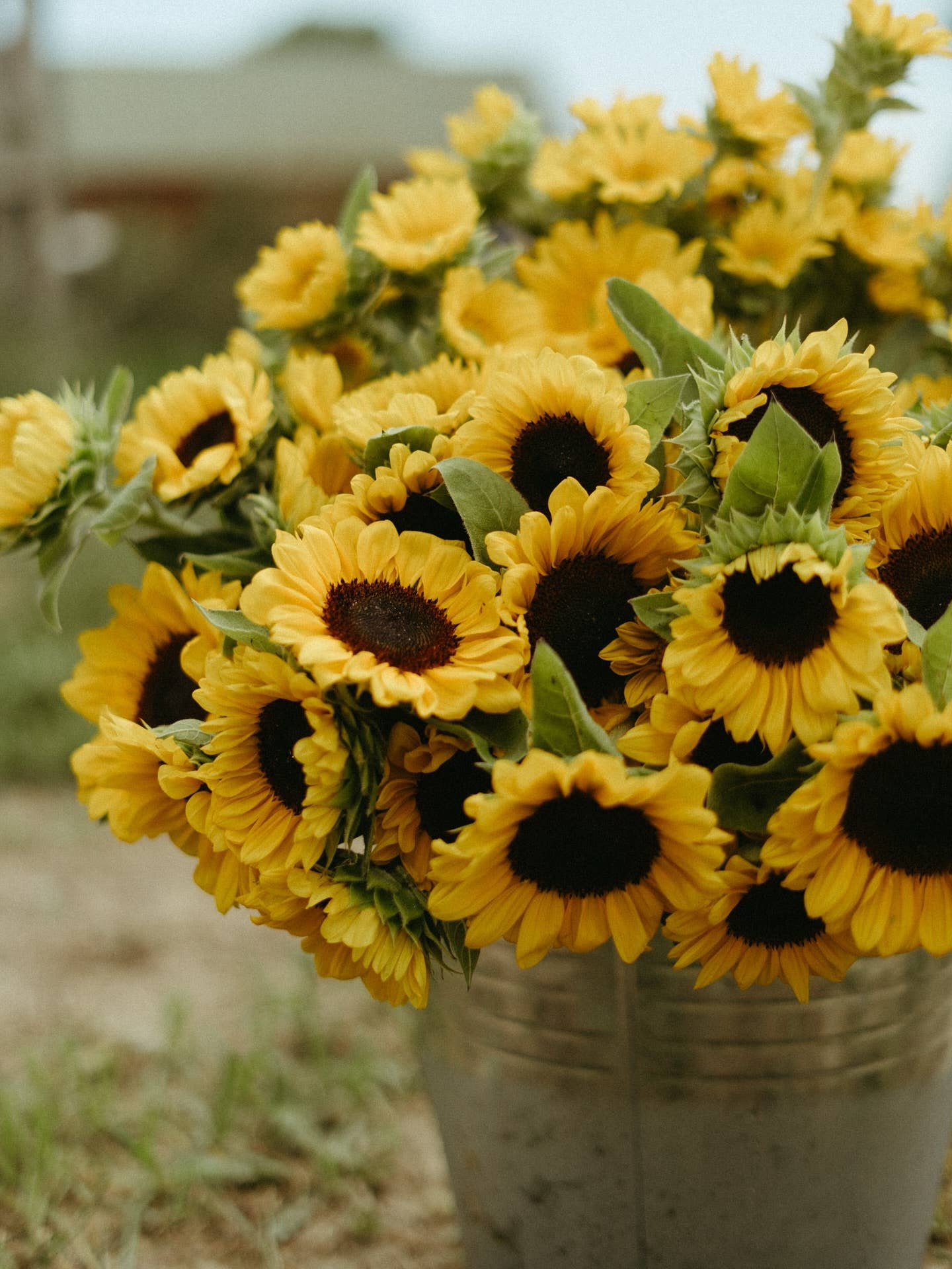 5" Sunflower: Default Title