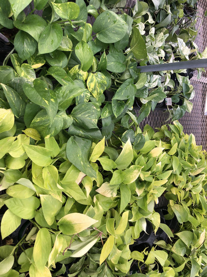 4" Pothos Assorted