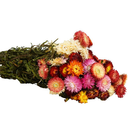 Dried Flowers – Helichrysum Natural