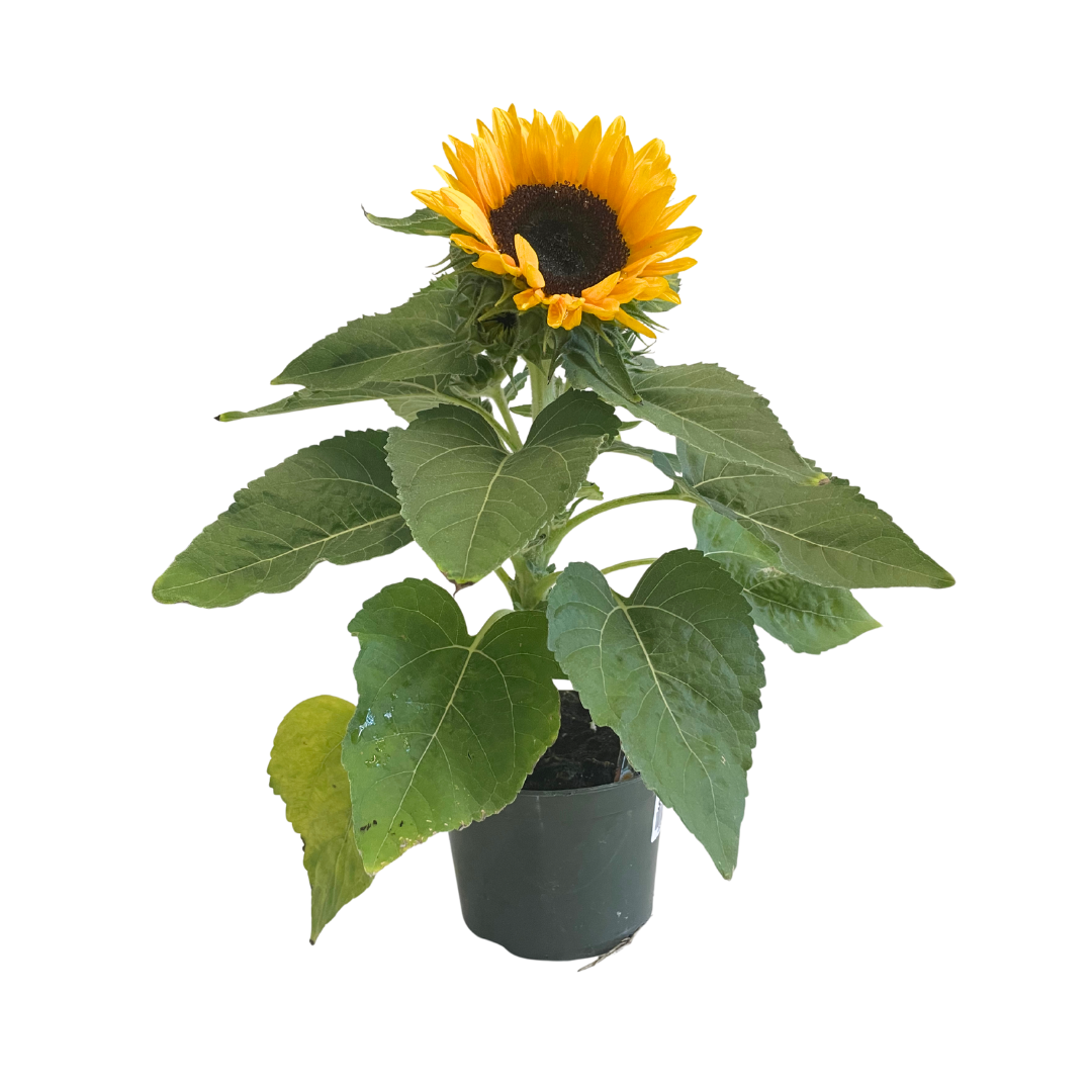 5" Sunflower: Default Title