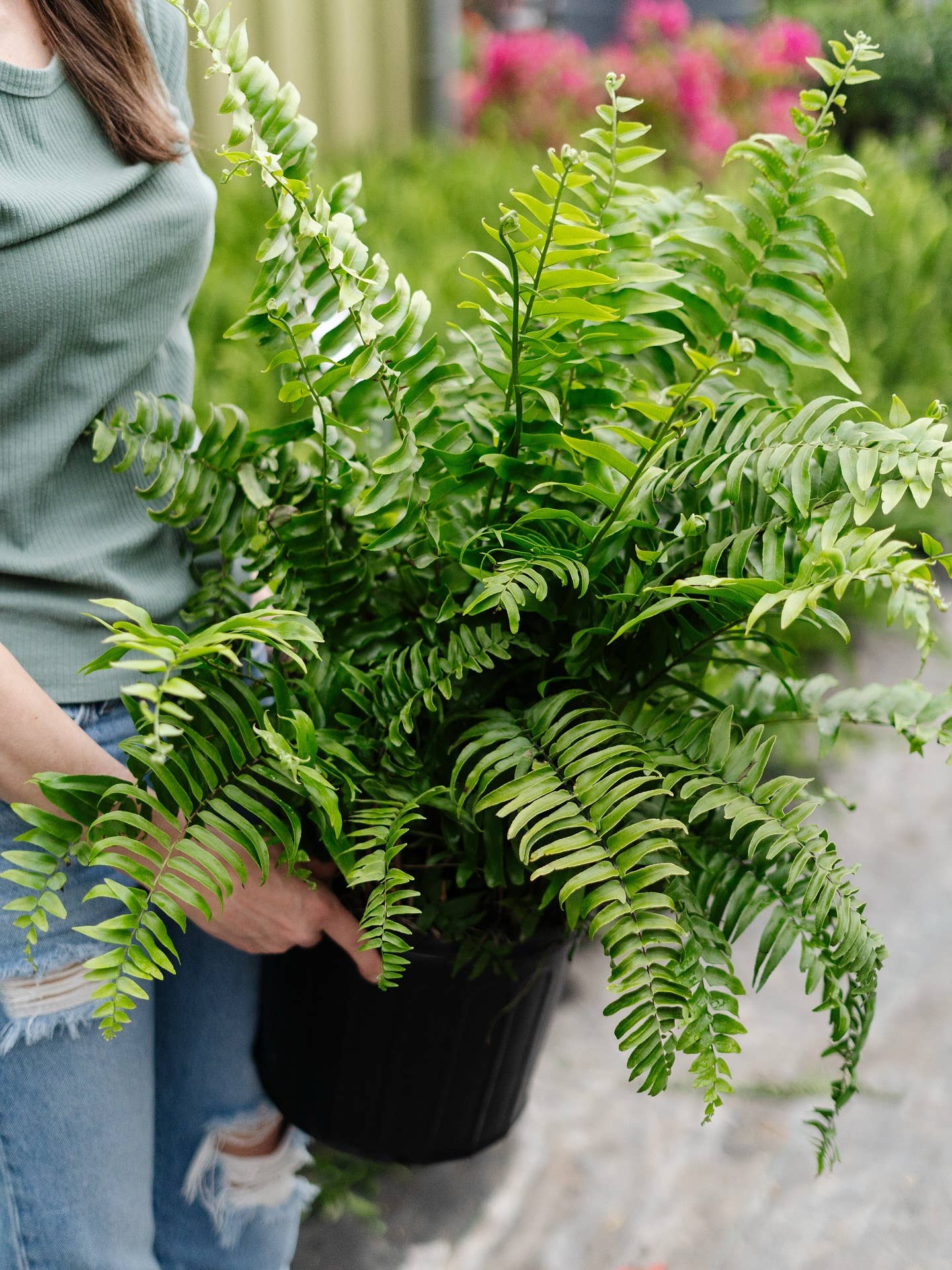 10" Macho Fern