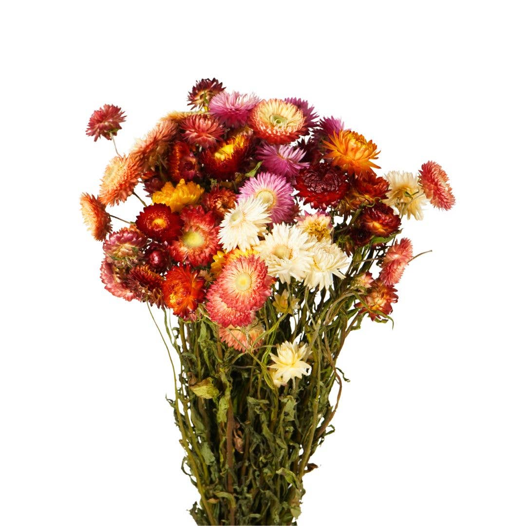 Dried Flowers – Helichrysum Natural