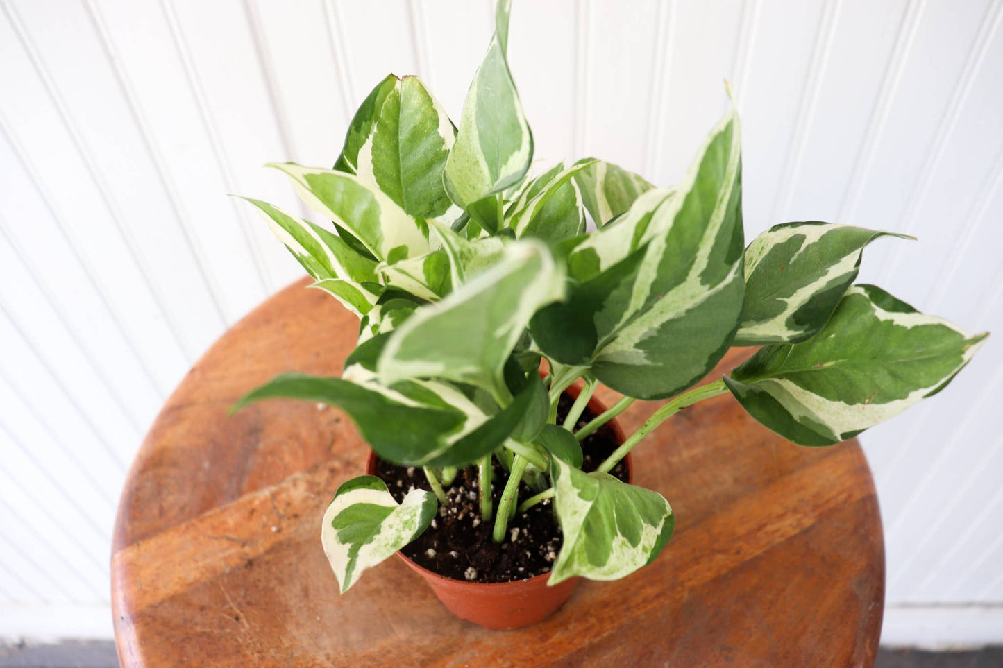 4" Pothos Assorted