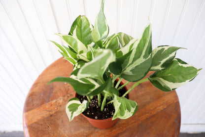 4" Pothos Assorted