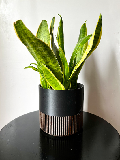 Two-Toned Cedar & Colour Plant Pot | Mid Century Inspired  : White / Small