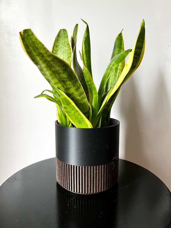 Two-Toned Cedar & Colour Plant Pot | Mid Century Inspired  : Olive / Large