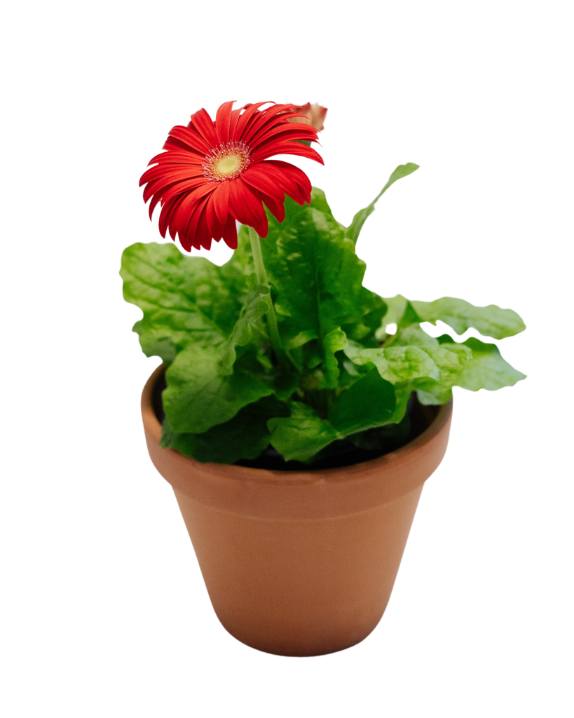 6" Gerbera Daisy: Pink