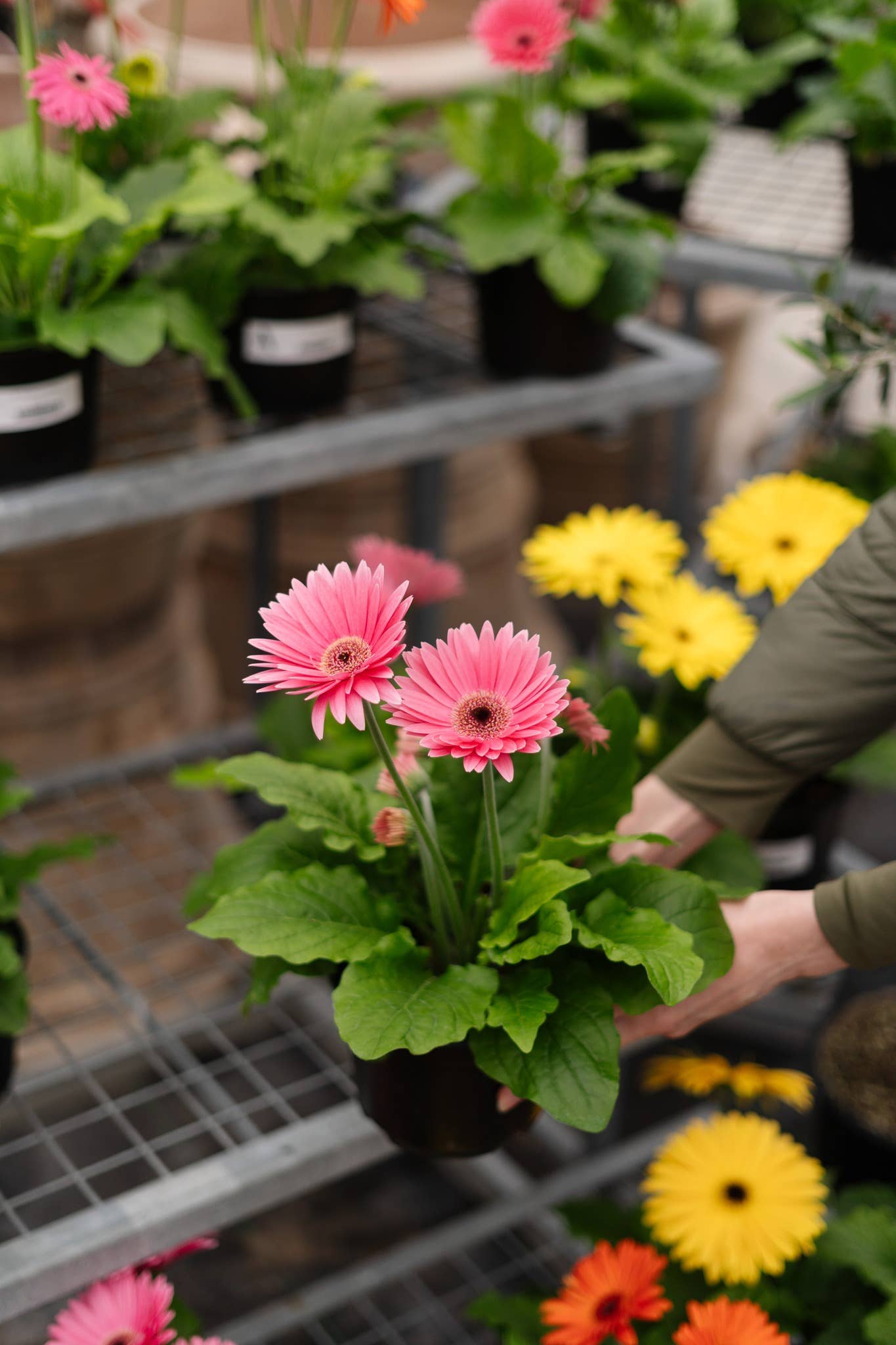 6" Gerbera Daisy: Pink