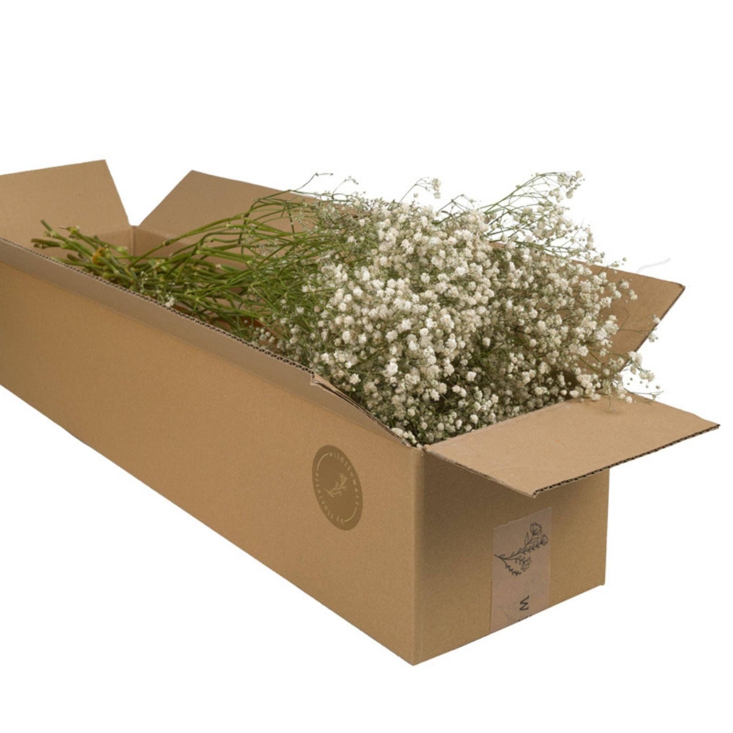 Dried Flowers - Gypsophilia Natural - 5 Vote